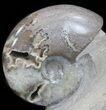 Polished Shloenbacchia Ammonite With Stone Base #35314-2